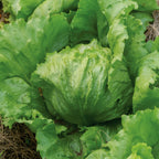 Iceberg A Lettuce