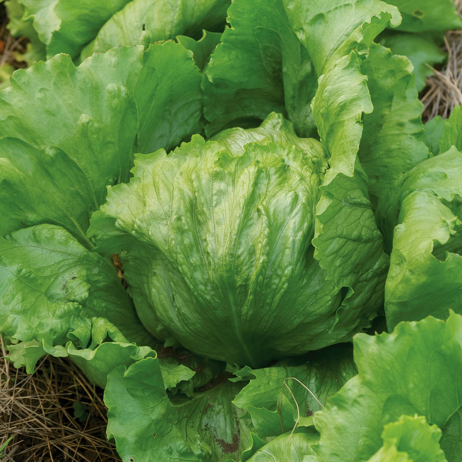 Iceberg A Lettuce
