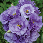Lisianthus "The Blue Rose"®