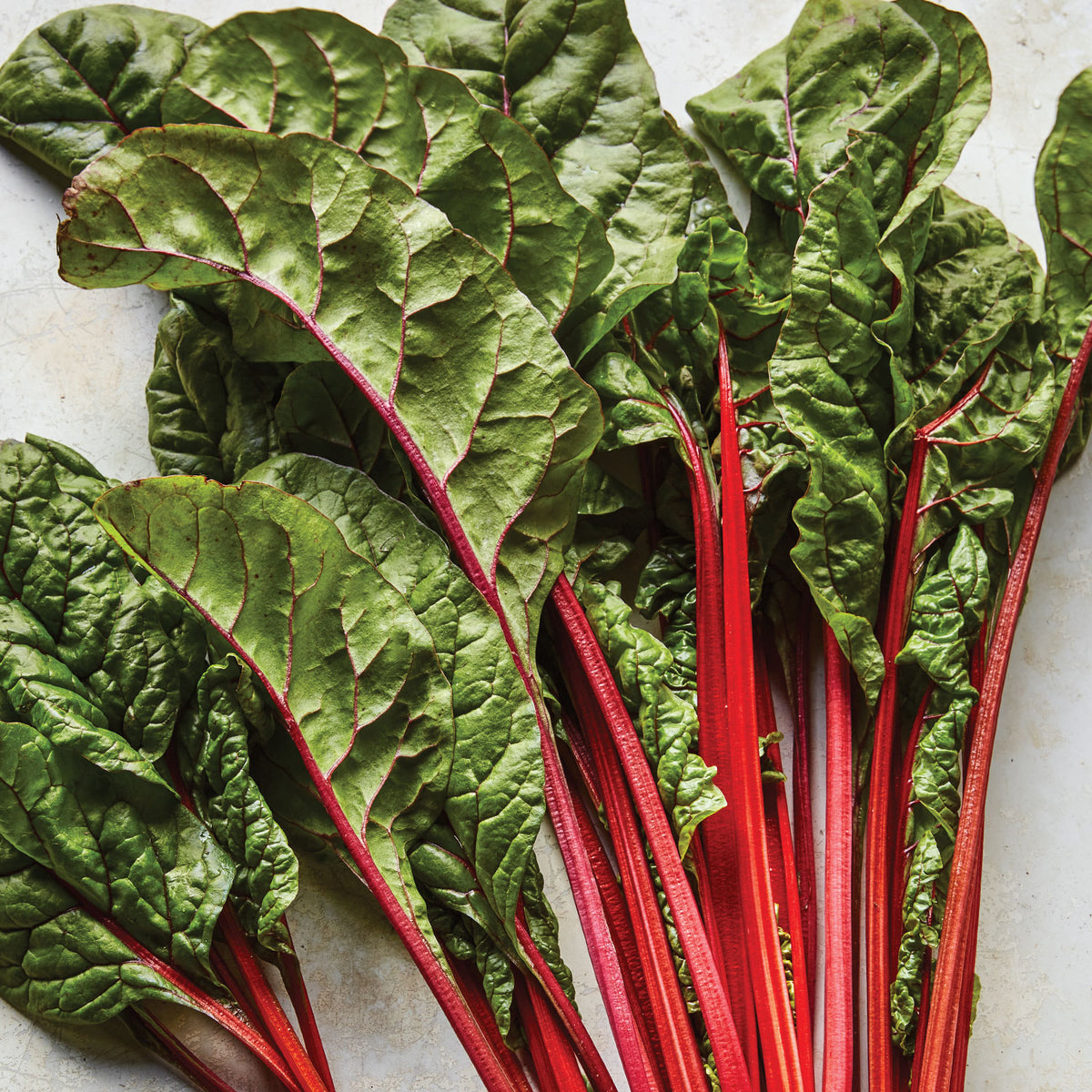 Burpee's Rhubarb Swiss Chard