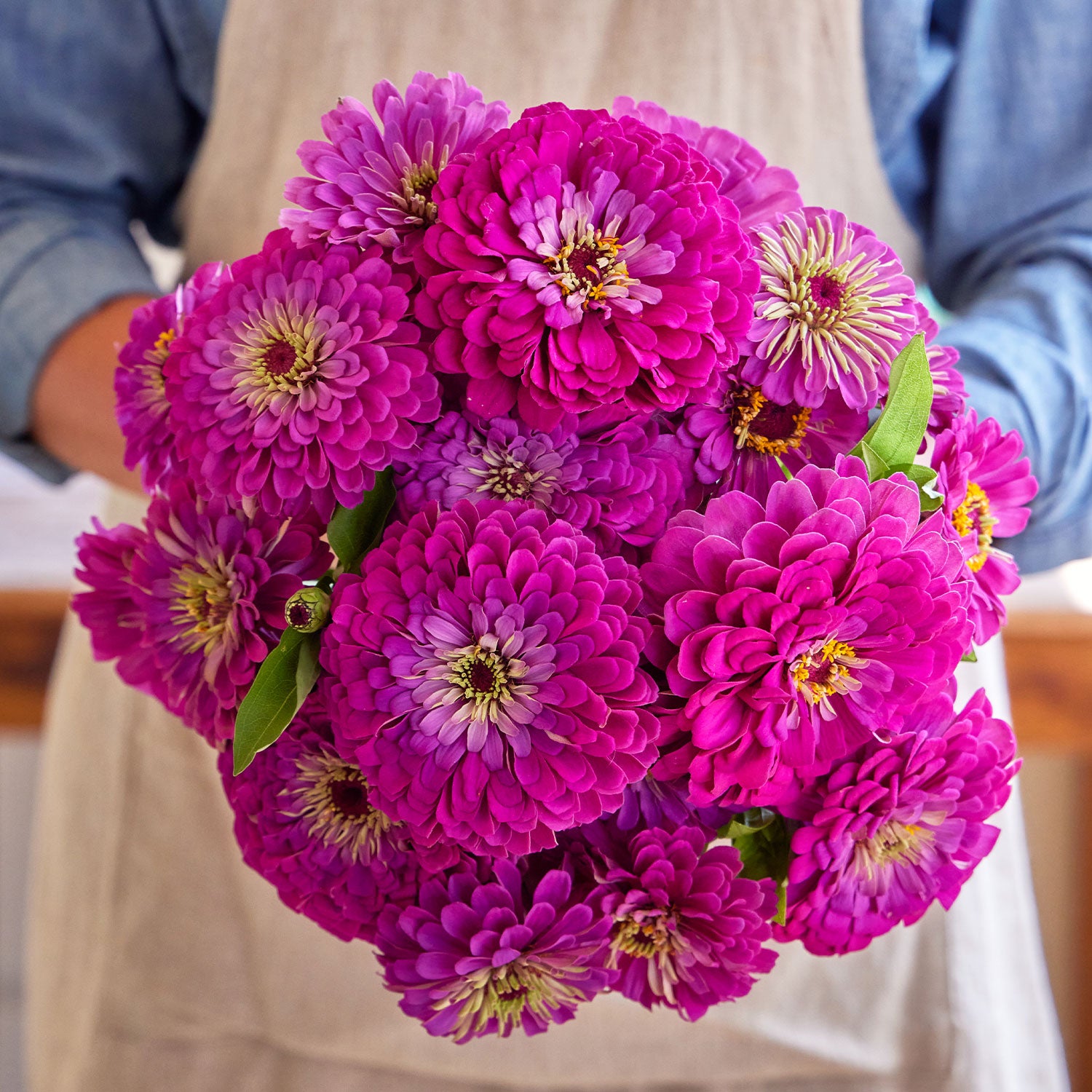 Purple Prince Zinnia