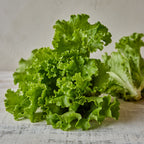 Green Ice Lettuce