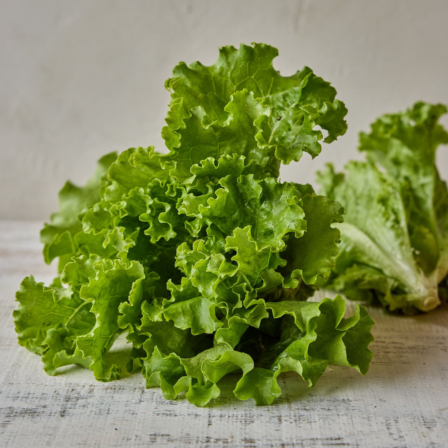 Green Ice Lettuce