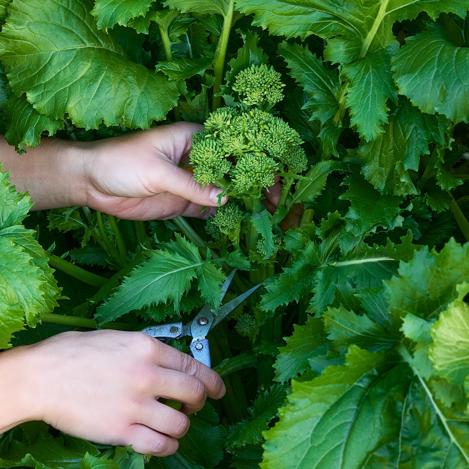 Spring Broccoli Raab