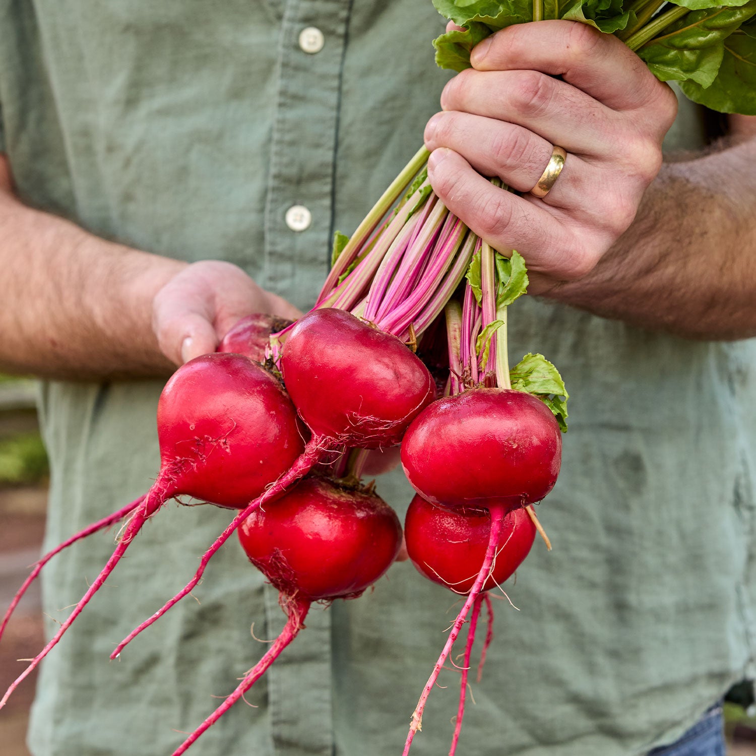 Chioggia Beet