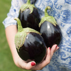 Early Midnight Eggplant