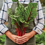 Burpee's Rhubarb Swiss Chard