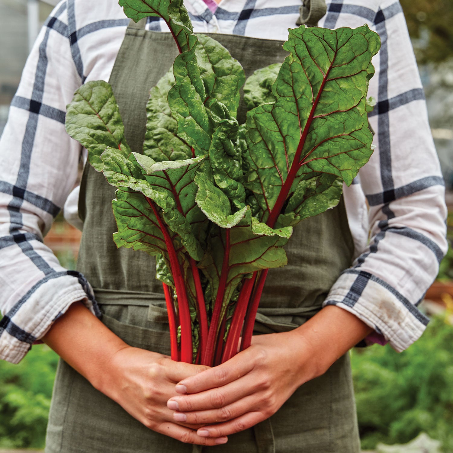 Burpee's Rhubarb Swiss Chard
