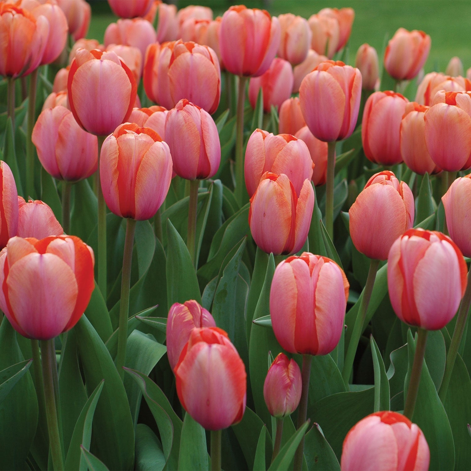 Apricona Tulip Bulbs