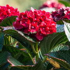 Cherry-Go-Round® Hydrangea
