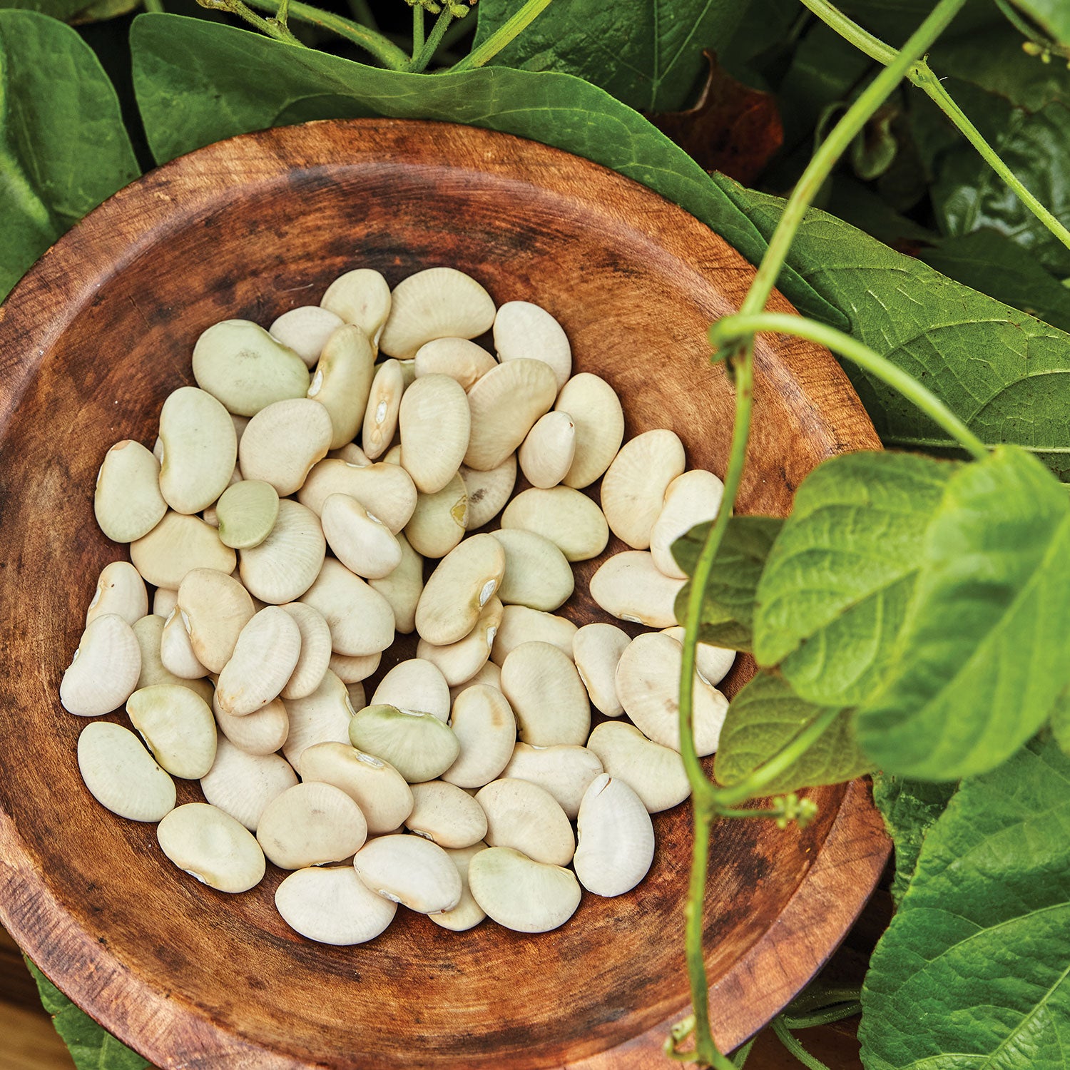 Lima King of the Garden Pole Bean