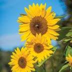 Treasure Mountain Sunflower