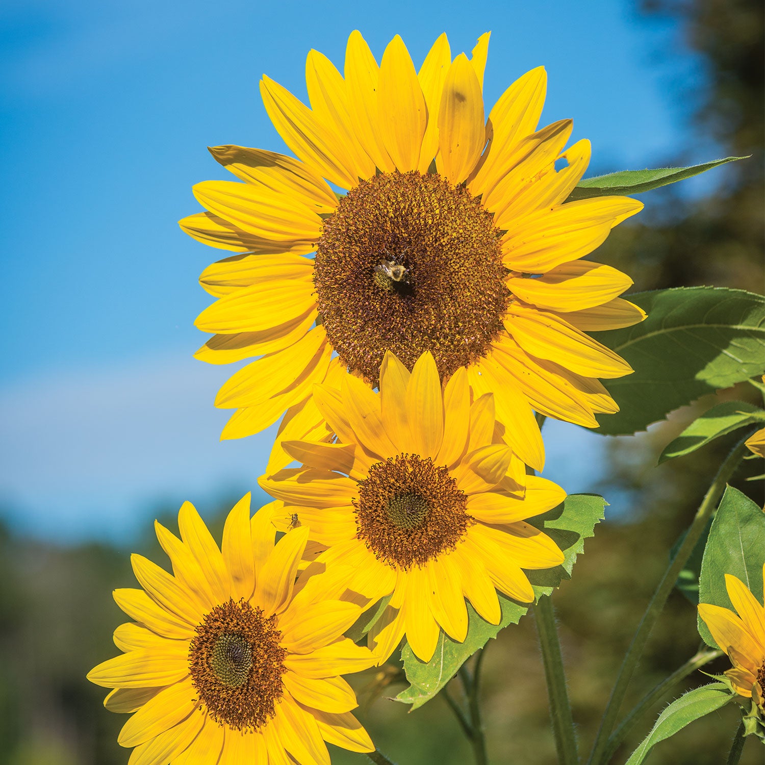 Treasure Mountain Sunflower
