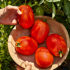 SuperSauce Tomato