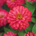 Double Zahara Salmon Zinnia