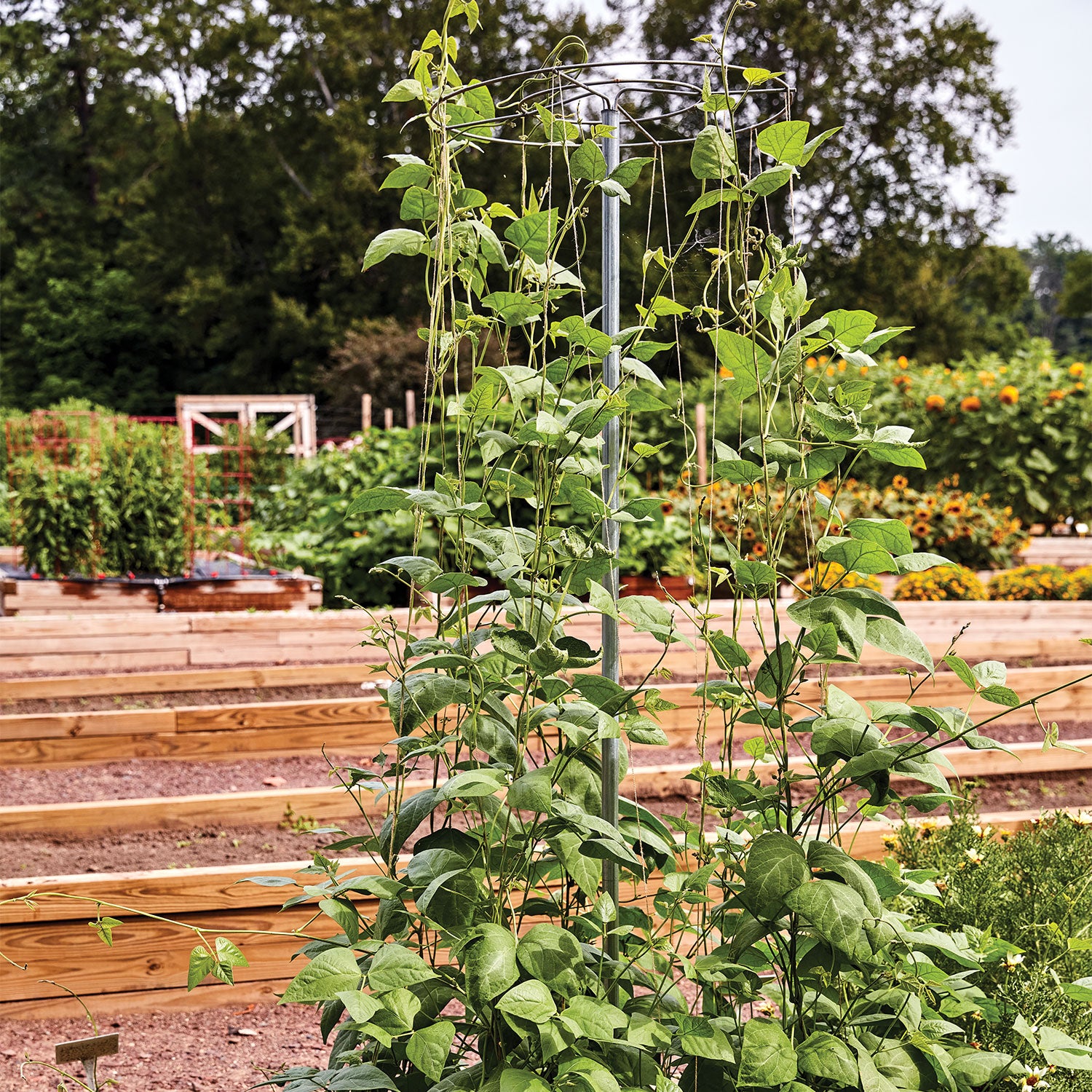 Pole Bean And Pea Tower