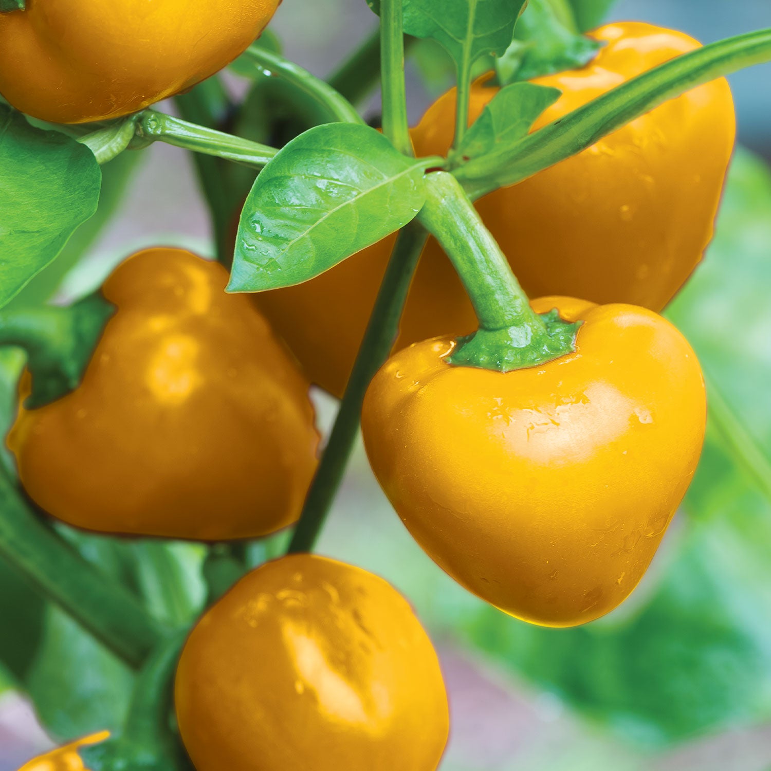 Tweety Sweet Pepper