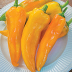 Mama Mia Giallo Sweet Pepper