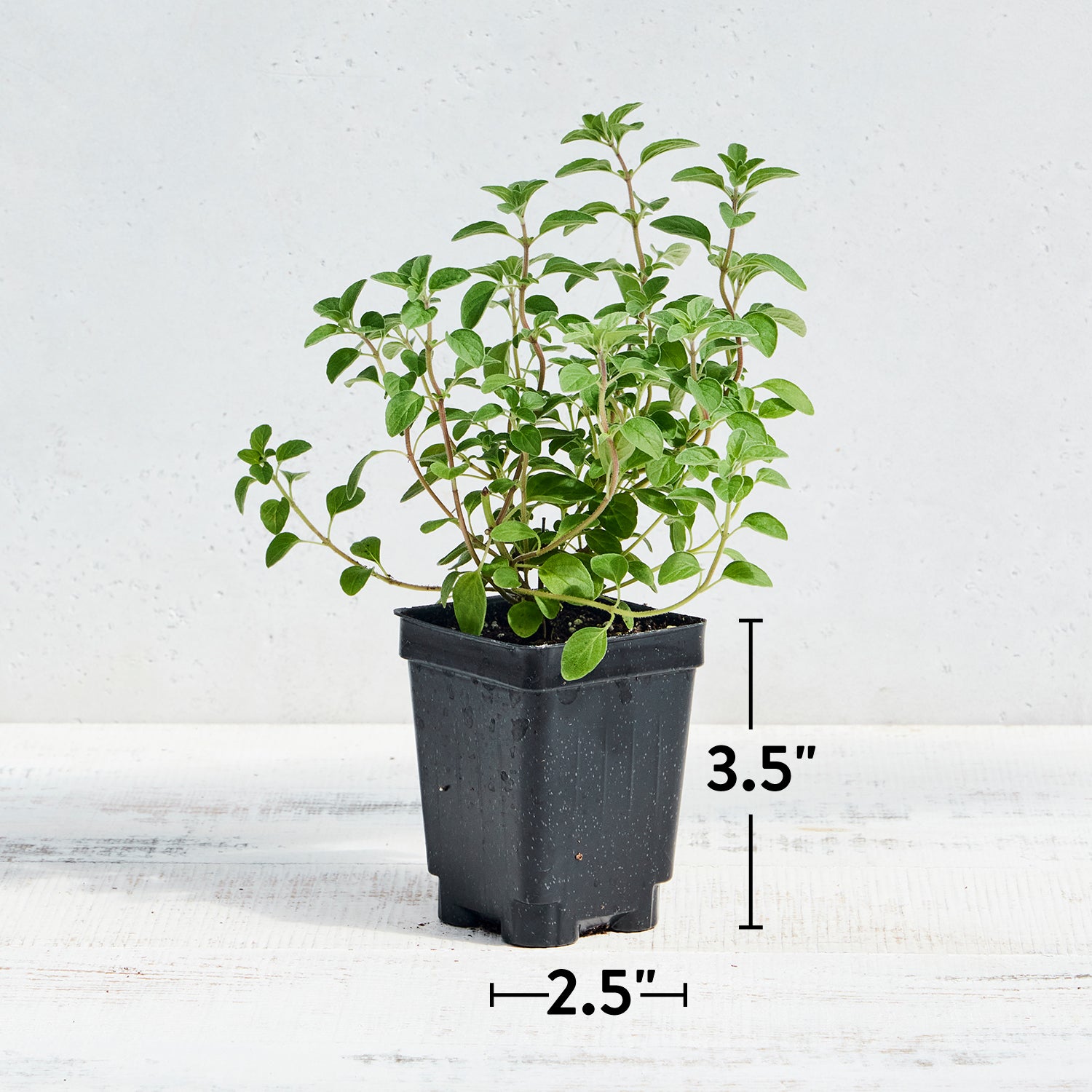 Sweet Marjoram