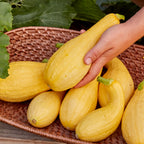 Pic-N-Pic Summer Squash