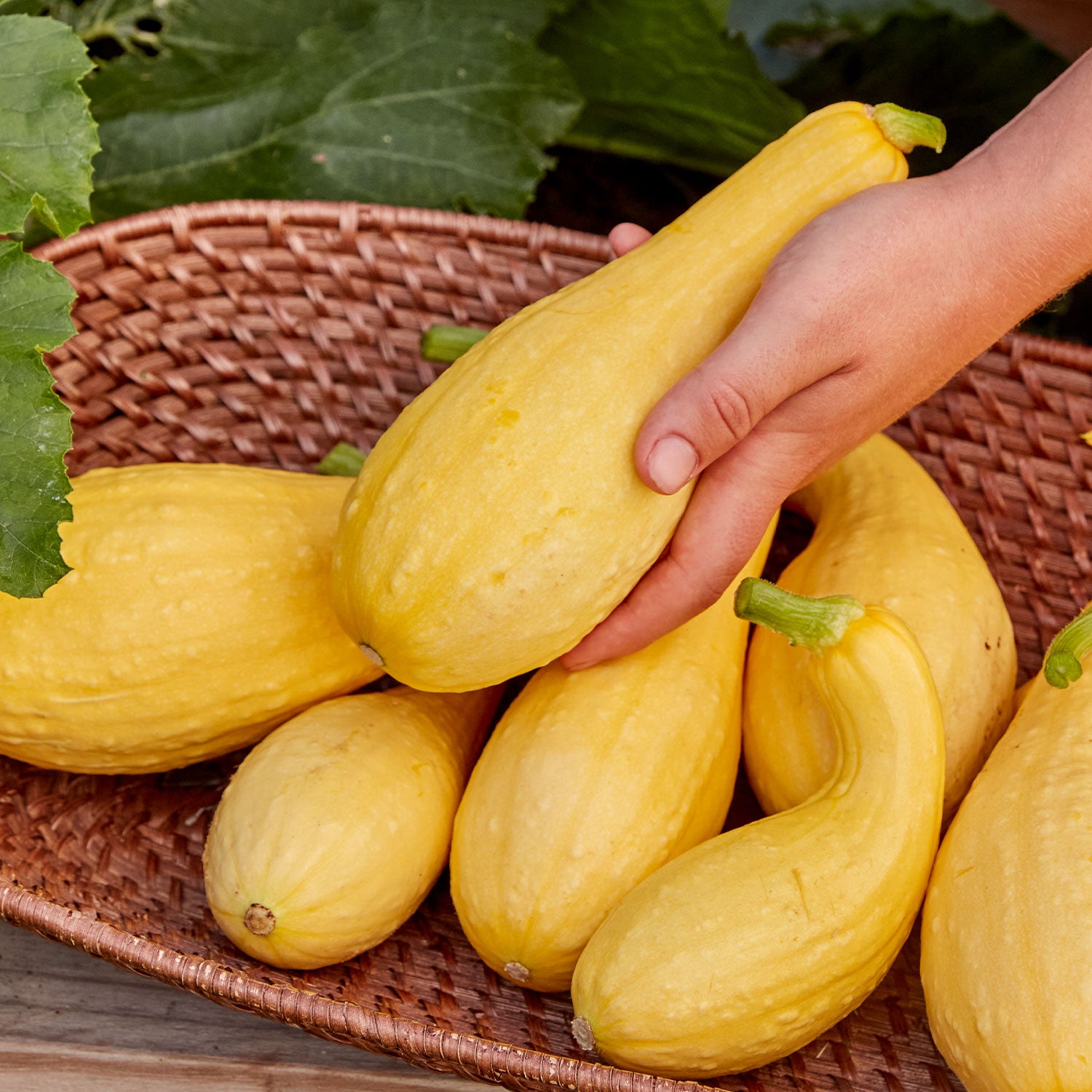 Pic-N-Pic Summer Squash