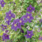 Jackmanii Clematis