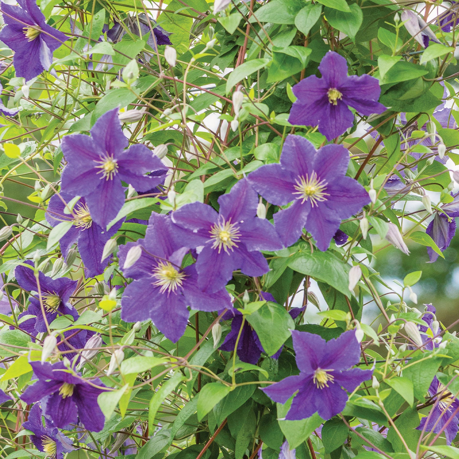 Jackmanii Clematis