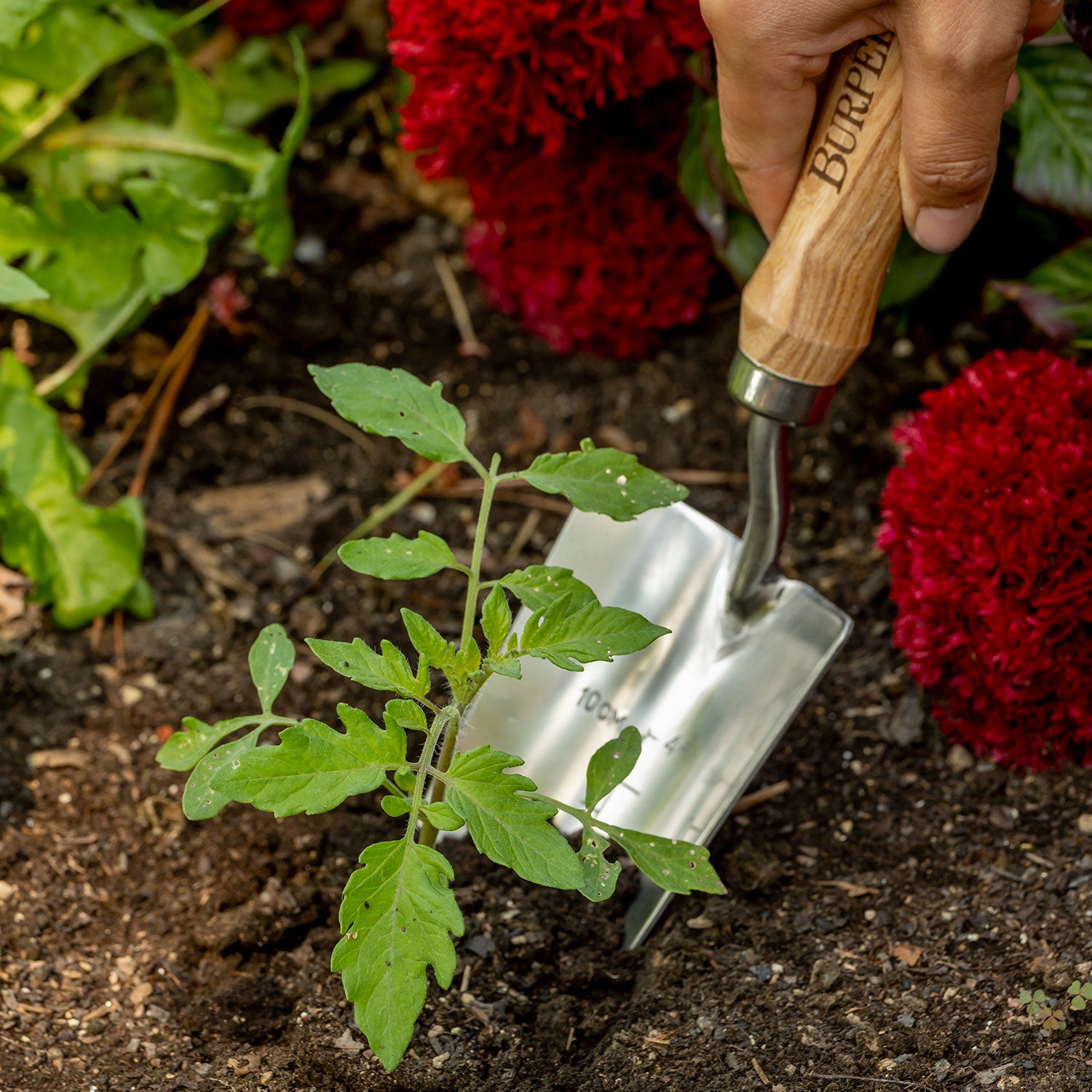Burpee Stainless Steel Trowel