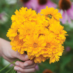 Early Sunrise Coreopsis