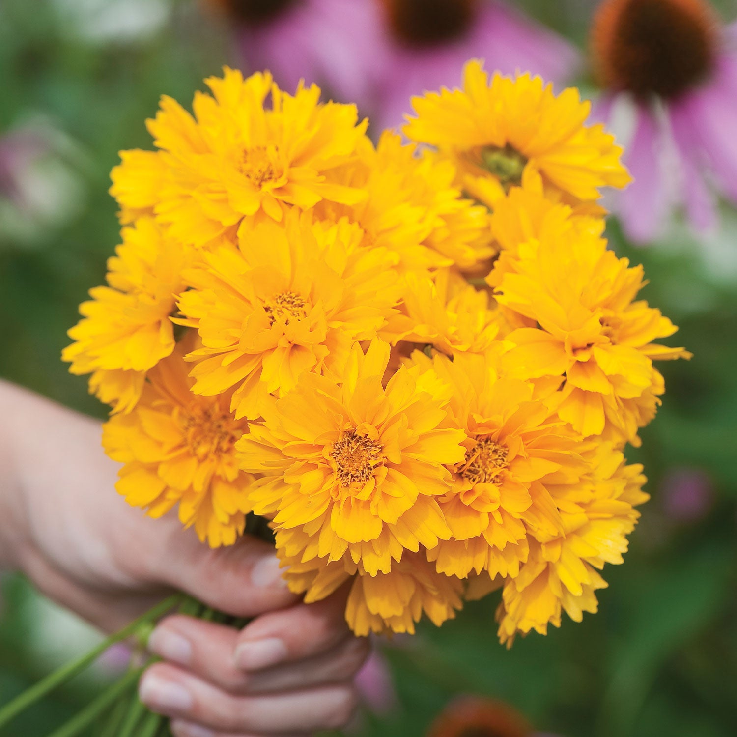 Early Sunrise Coreopsis