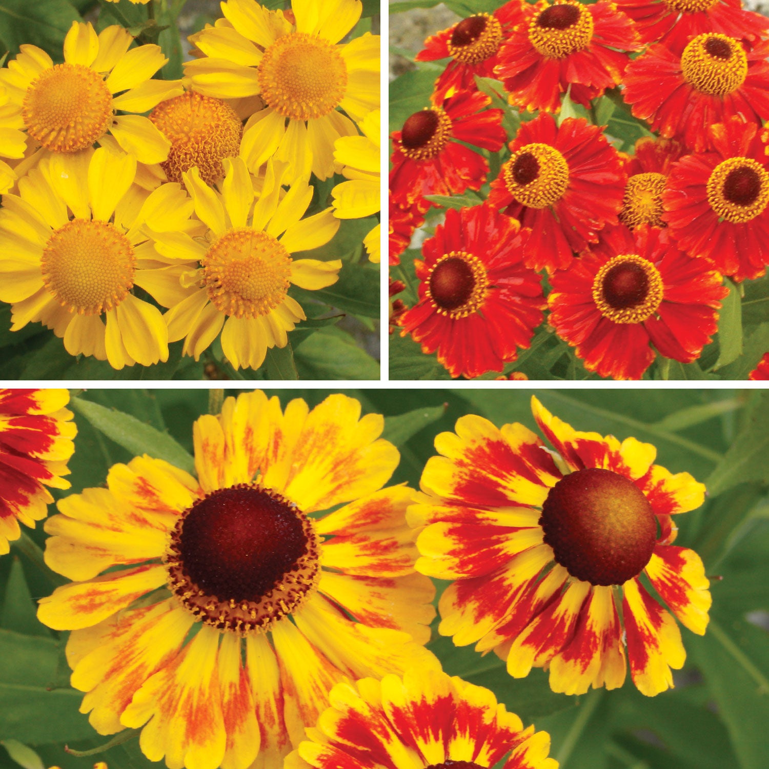 Pinwheel Collection Helenium