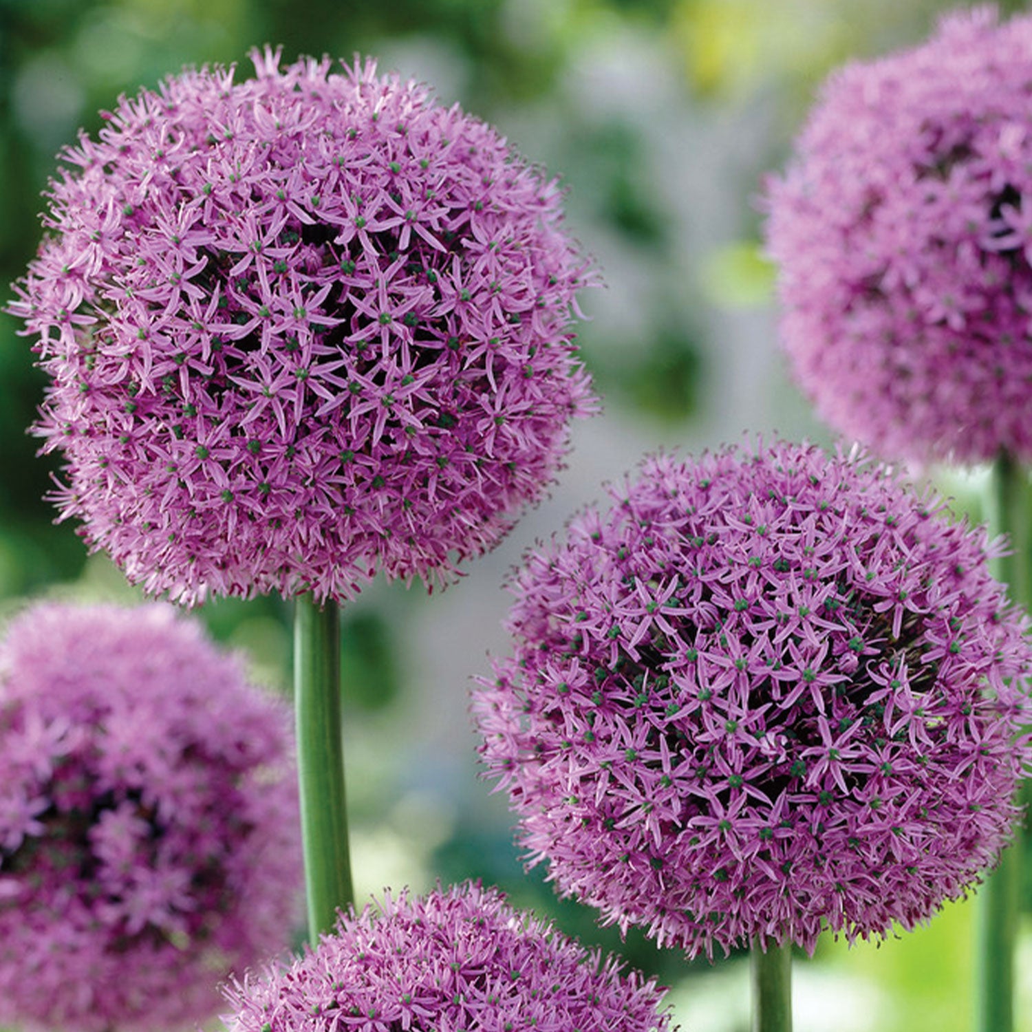 Gladiator Allium Bulbs