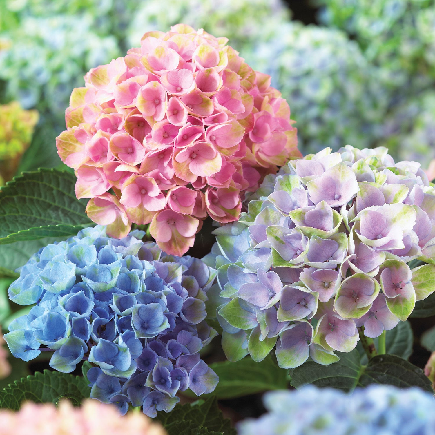 Everlasting Revolution Hydrangea