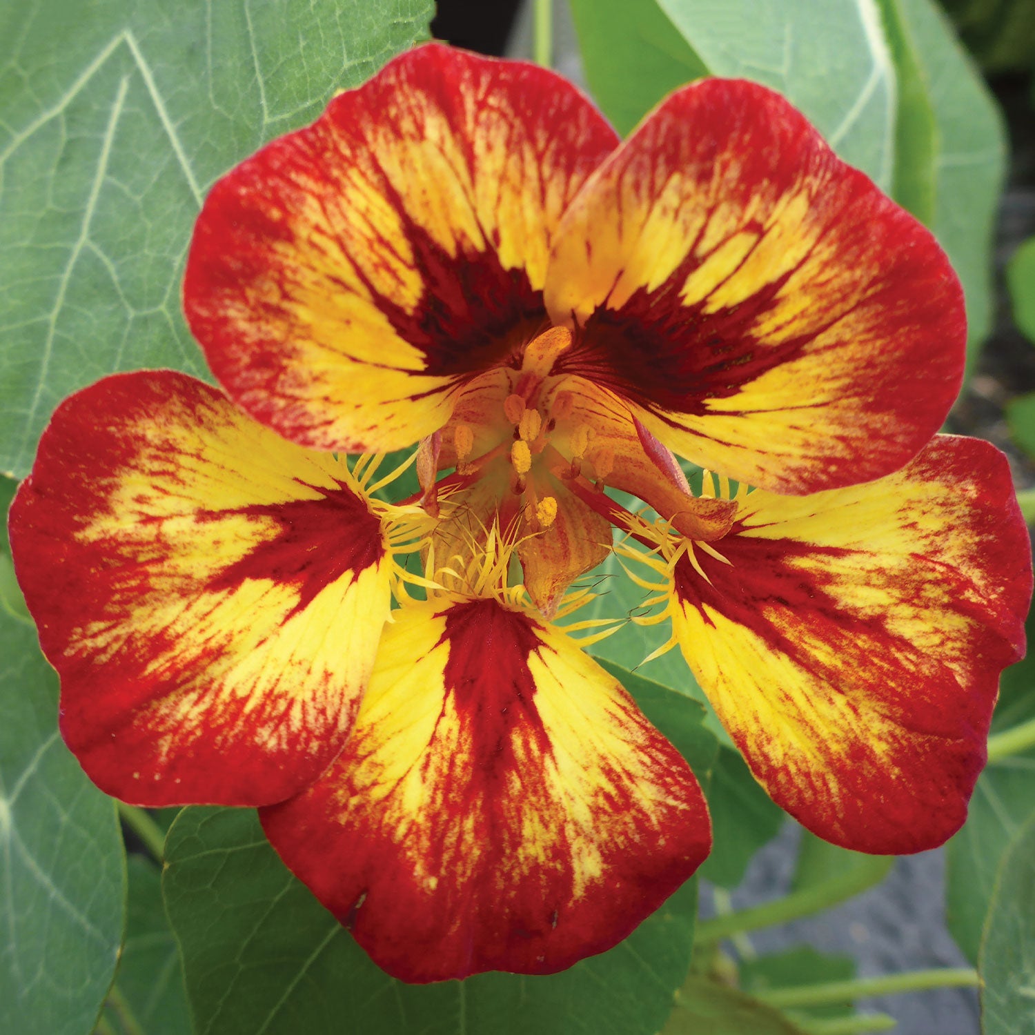 Orchid Flame Nasturtium