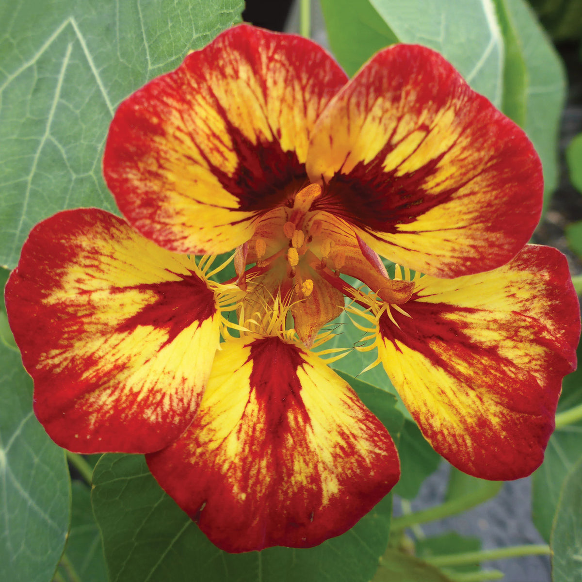 Orchid Flame Nasturtium