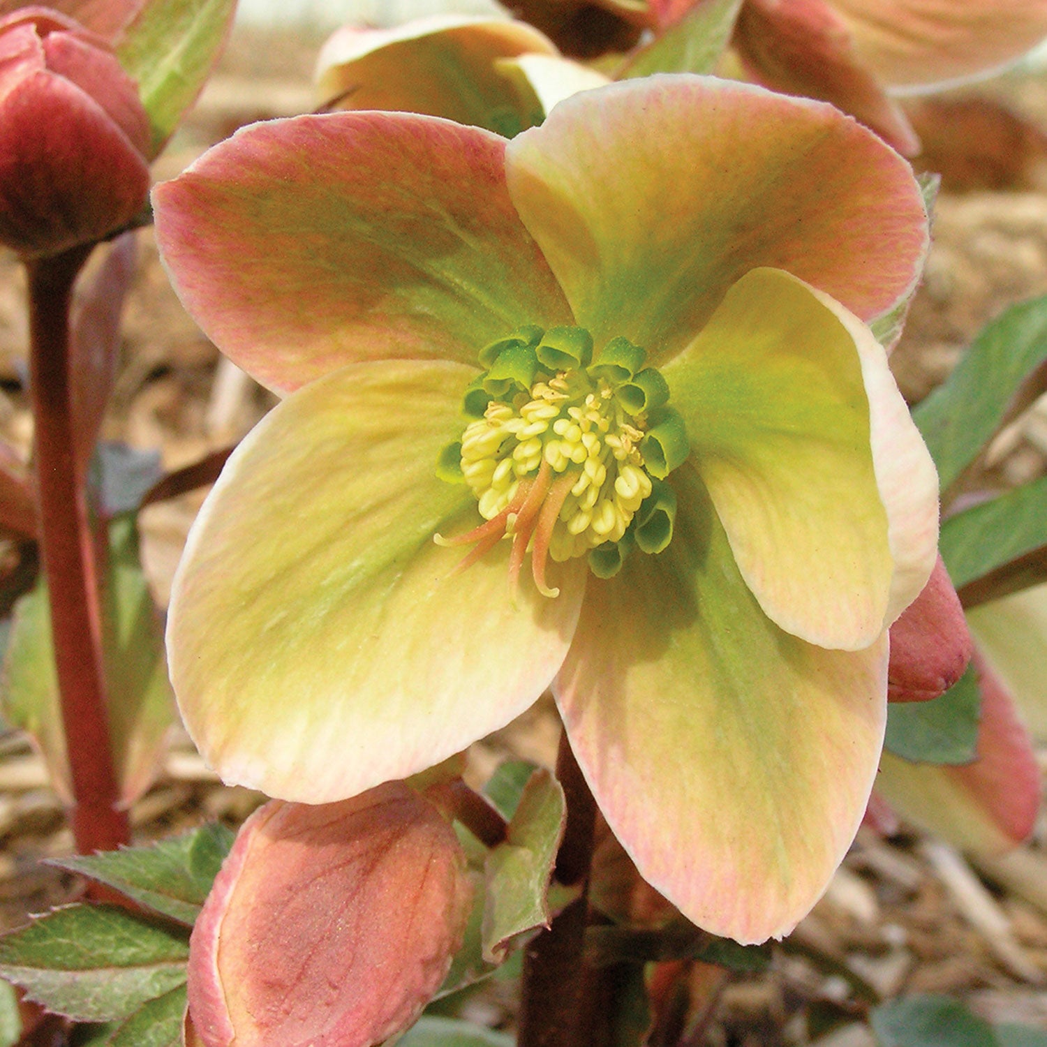Ivory Prince Hellebore