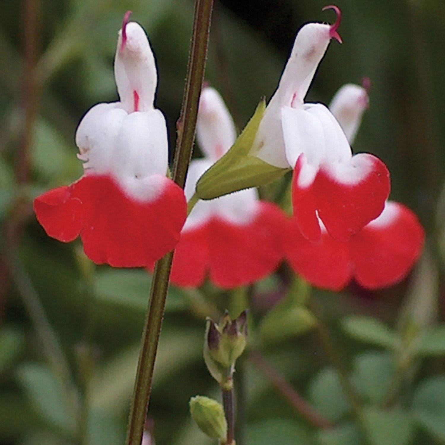 Hot Lips Salvia