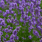 Forever Blue Lavandula Angustifolia