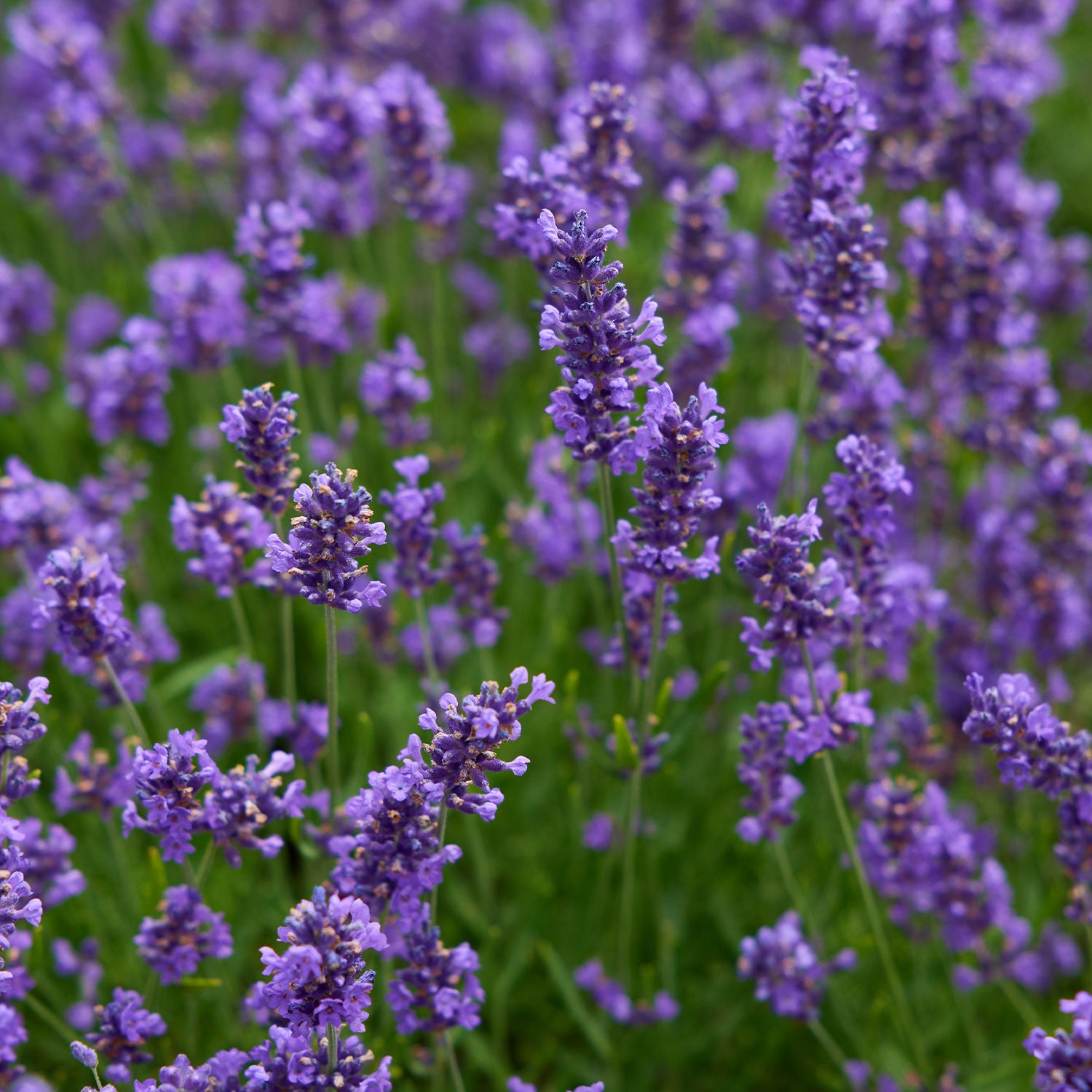 Forever Blue Lavandula Angustifolia