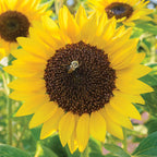 Busy Bee Sunflower
