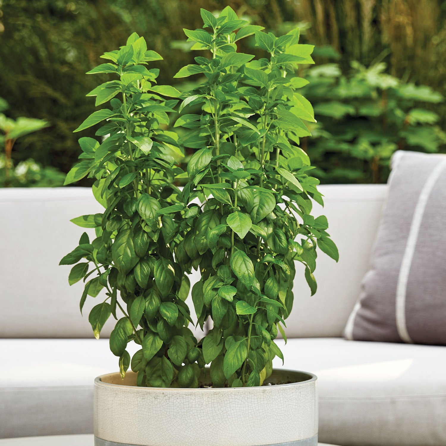 Emerald Towers Basil