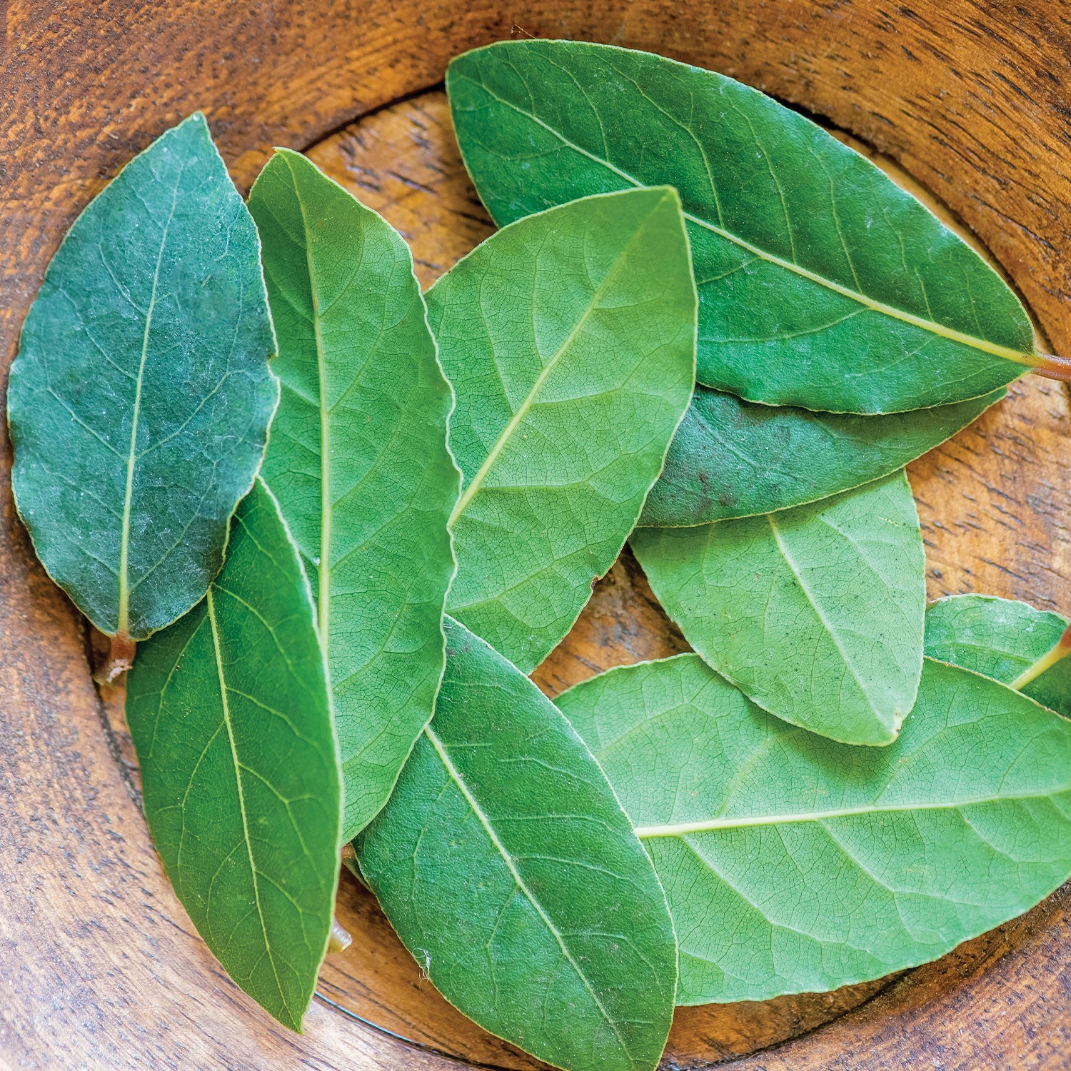 Bay Laurel