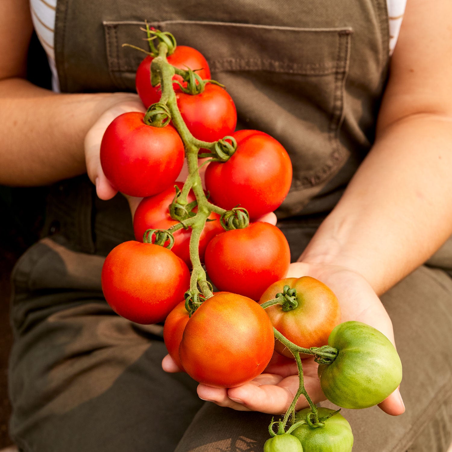 Fourth of July Tomato