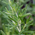 Rosemary