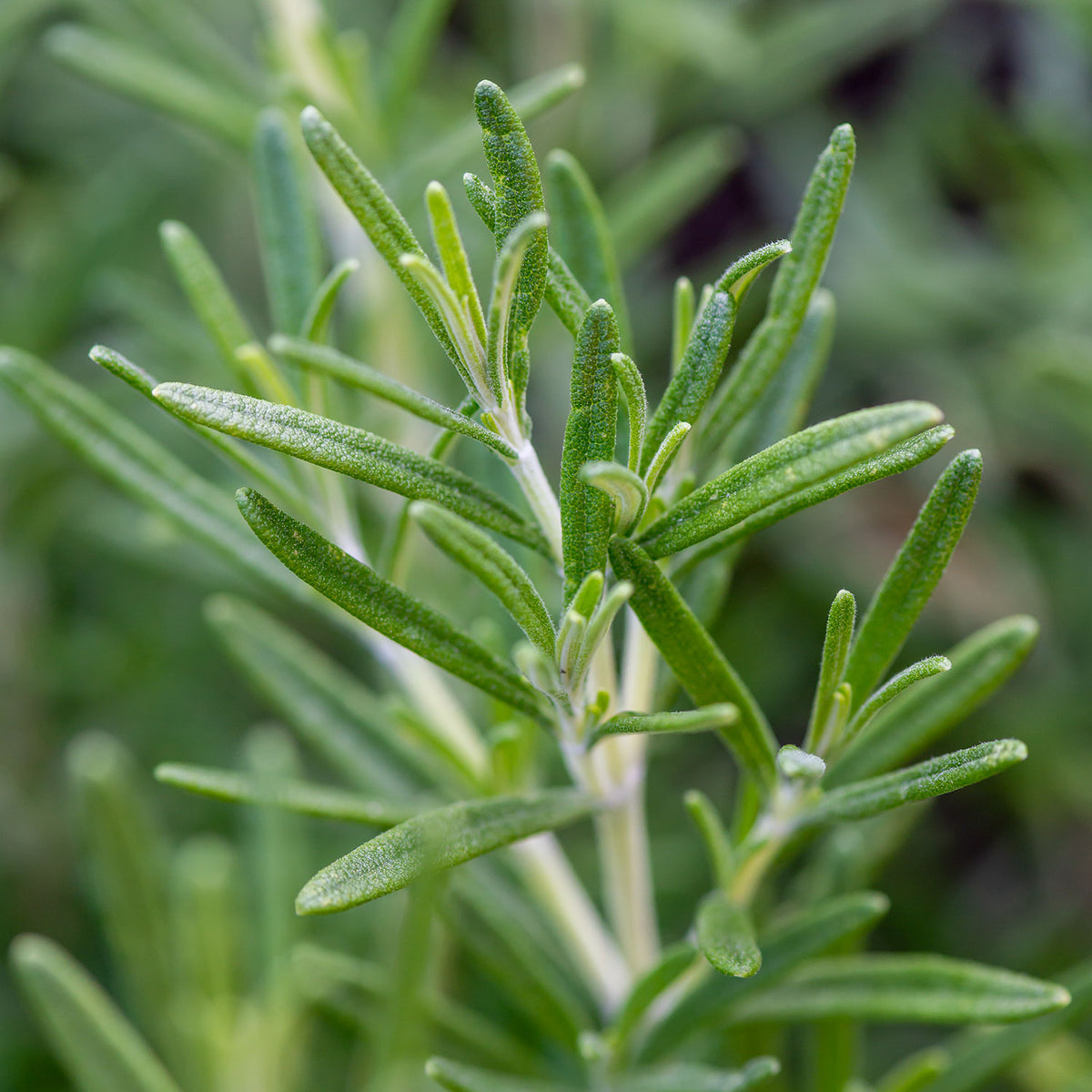 Rosemary