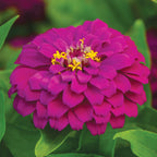 Amethyst Treasure Zinnia
