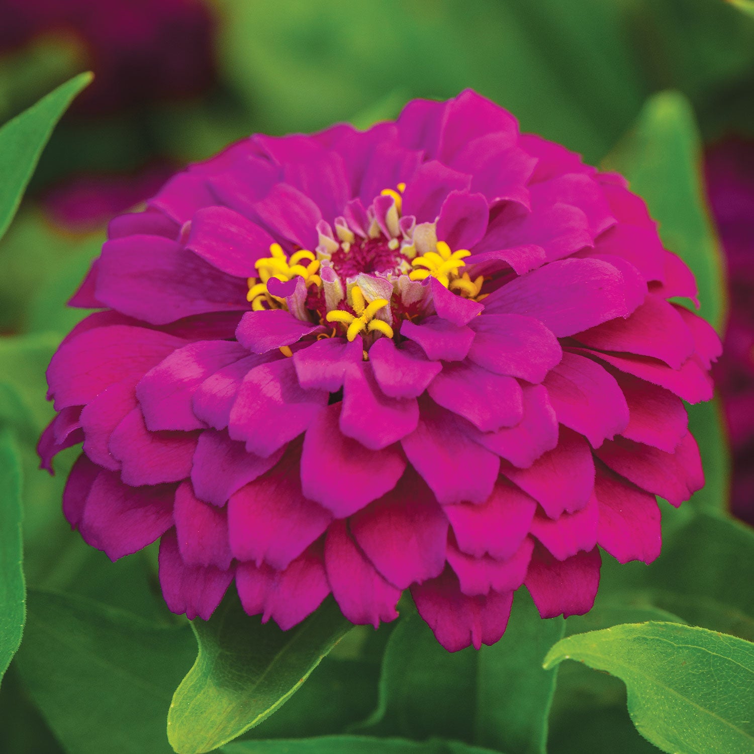 Amethyst Treasure Zinnia