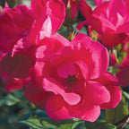 The Knock Out Rose Bare Root
