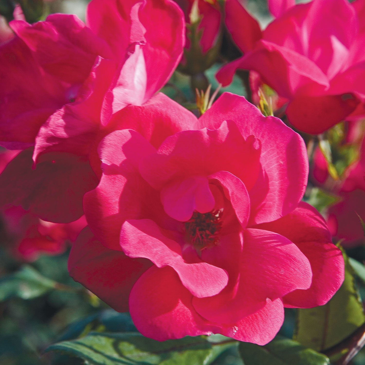 The Knock Out Rose Bare Root