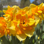 Sun Catchers Daffodil Bulbs
